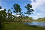 Long Pine Key at the Everglades National Park